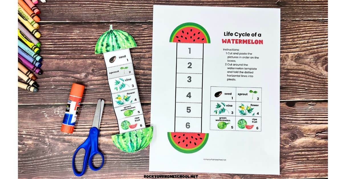 Life cycle of a watermelon foldable activity with glue stick and scissors.