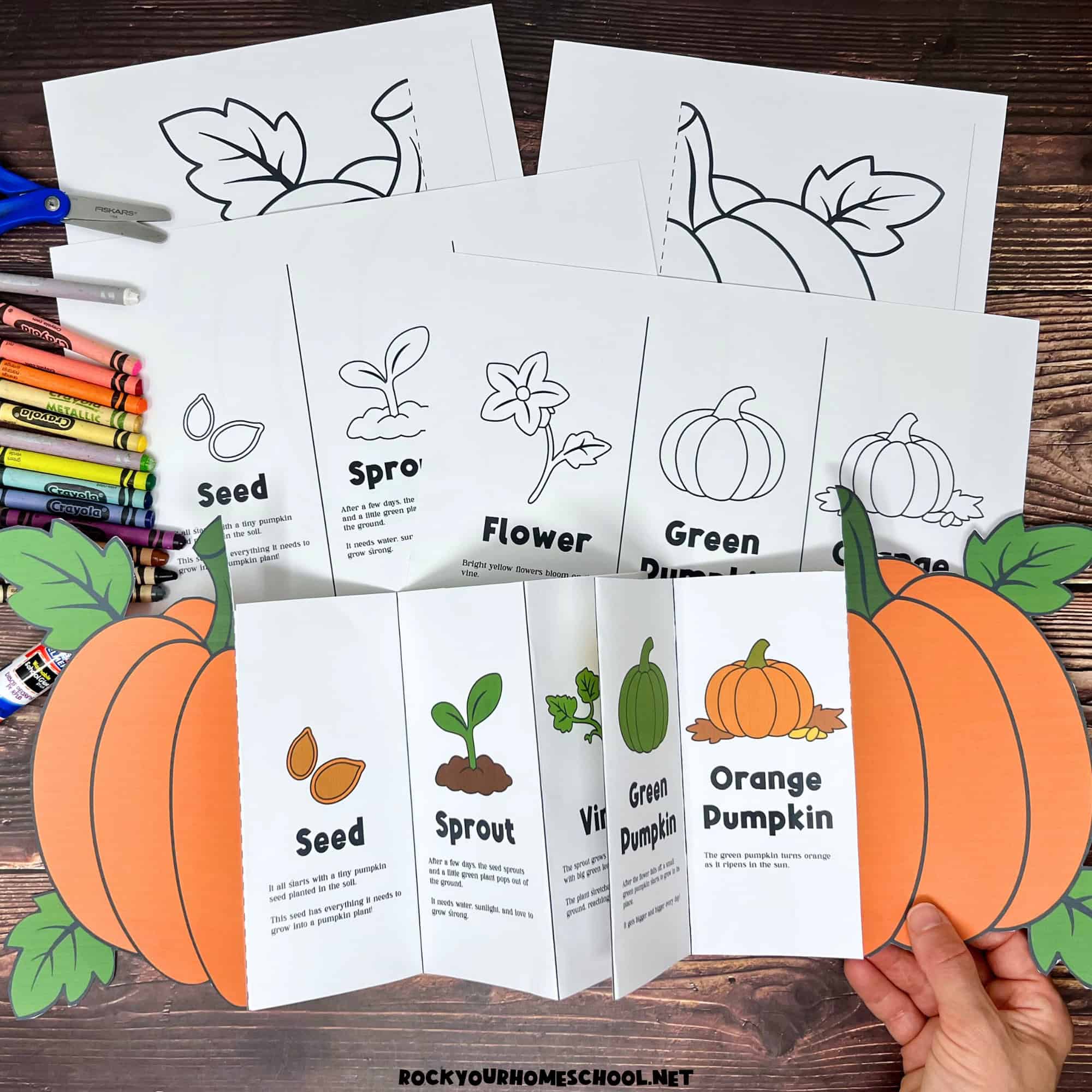Woman holding example of free printable pumpkin life cycle activity for a fun science foldable.