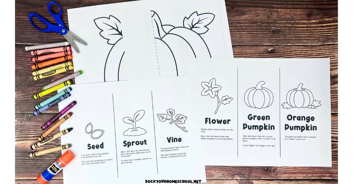 Pages of black and white version of life cycle of a pumpkin foldable activity with scissors, crayons, and glue stick.