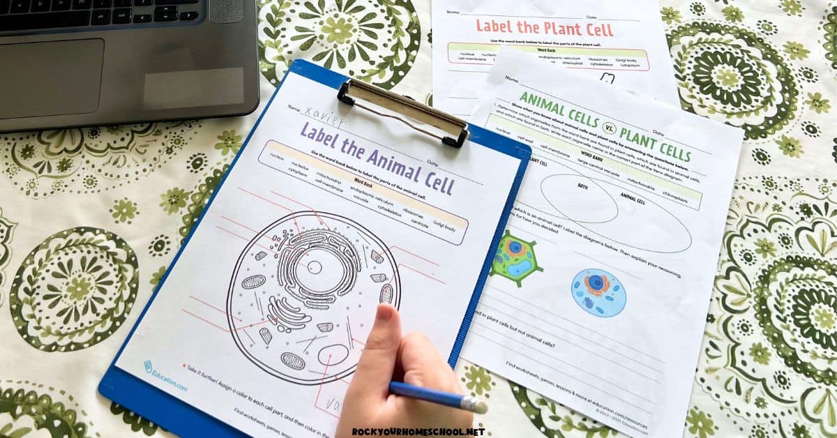 Sixth grader working on animal cell worksheet for science.